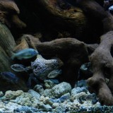 DSCN0800_zps2956831e